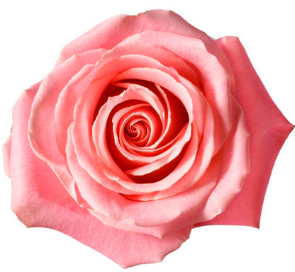 Hermosa rose