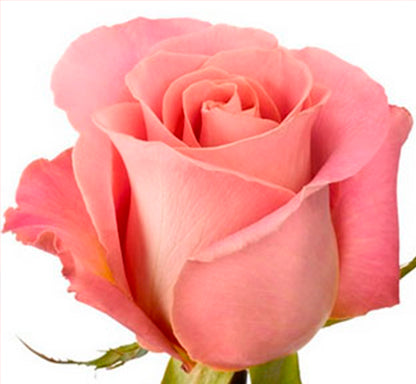 Hermosa roses