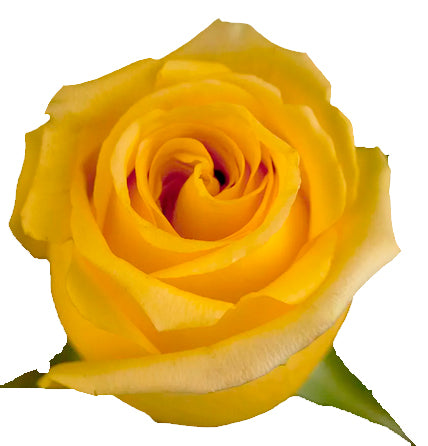 Hummer rose