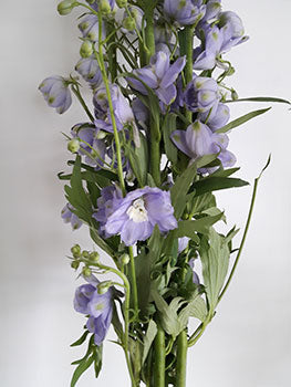 Delphinium Elatum - Lavender
