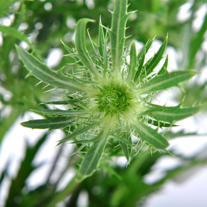 Eryngium - Green Bell