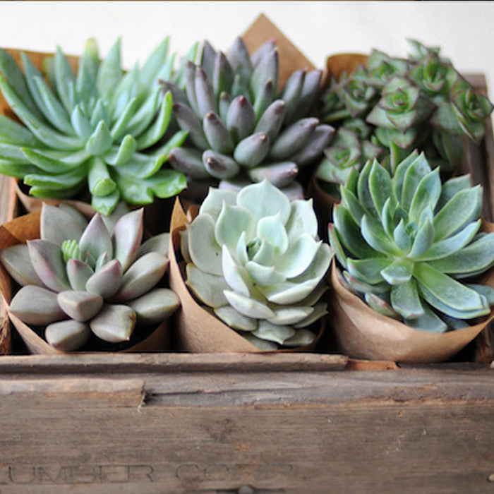 Succulents