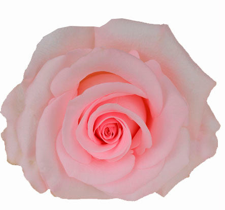Novia ecuadorian roses