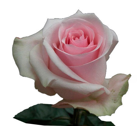 ecuadorian roses