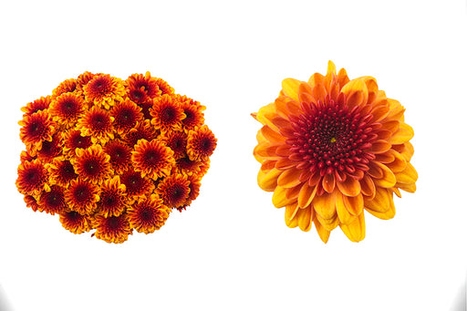 Orange Lexy -  Poms Button