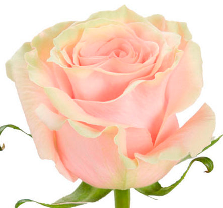 Pink Mondial rose