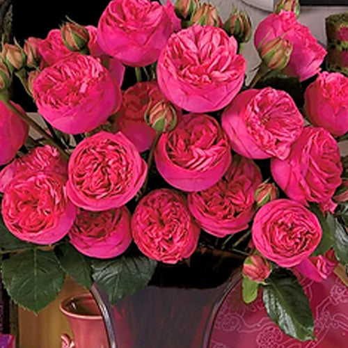 garden roses
