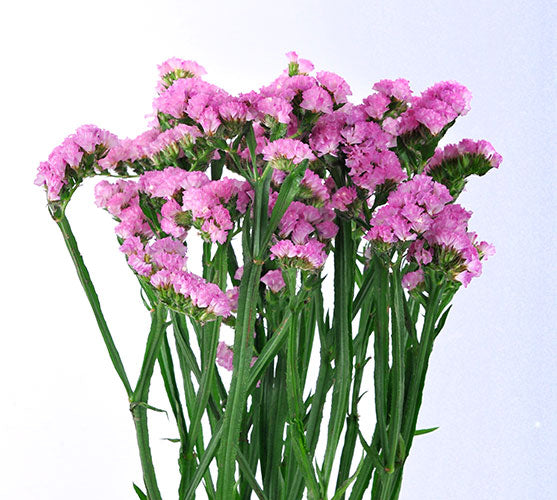Statice - Pink
