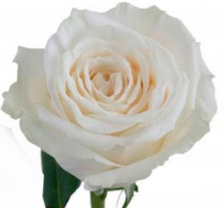 Playa blanca rose