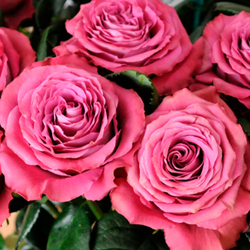 deluxe garden roses