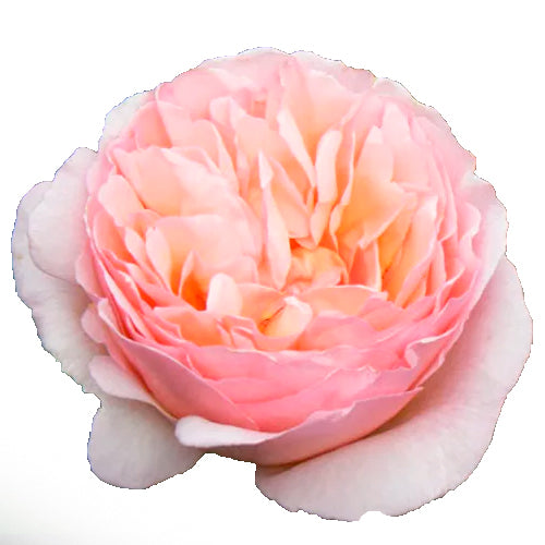 garden roses