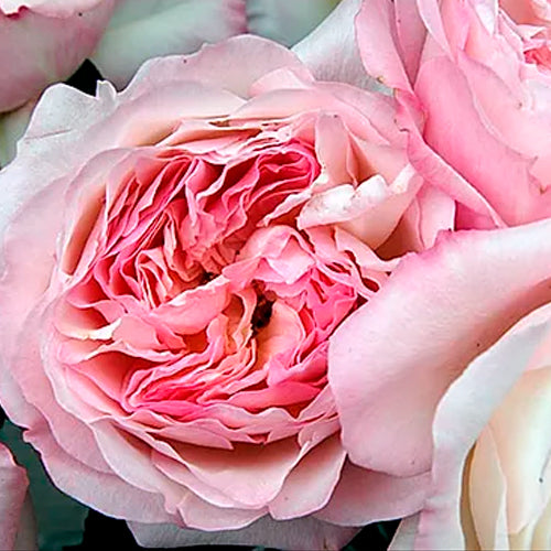 Garden roses