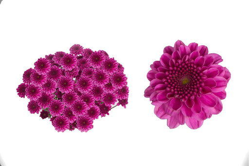 Purple Delirock -  Poms Button