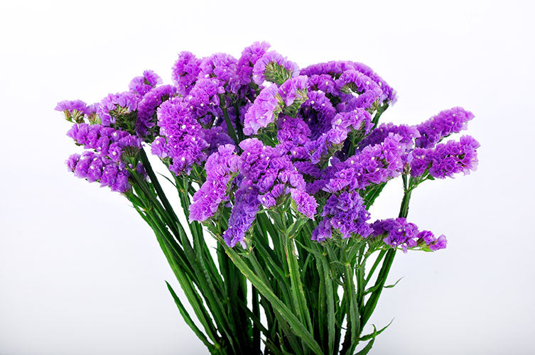 Statice - Purple