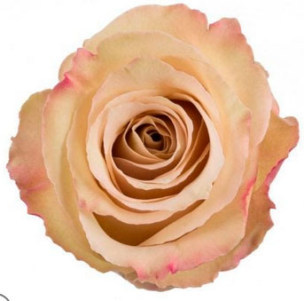 Quicksand roses