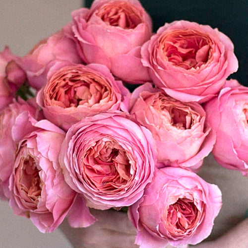 garden roses