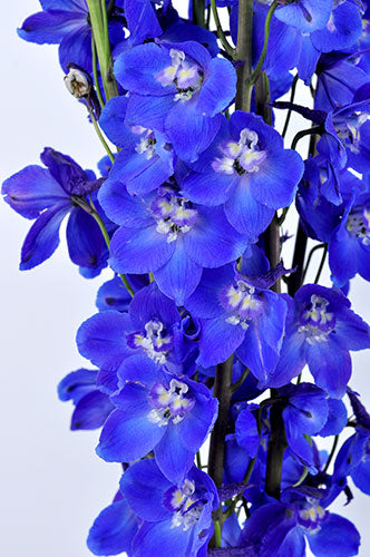 Delphinium Royal - Dark Blue