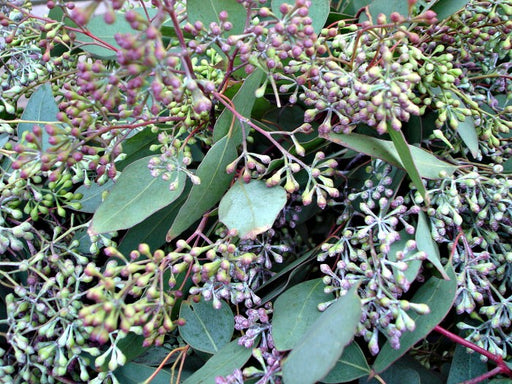 Seeded Eucalyptus Cup