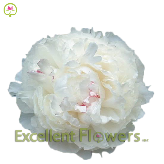 Shirley Temple Peony