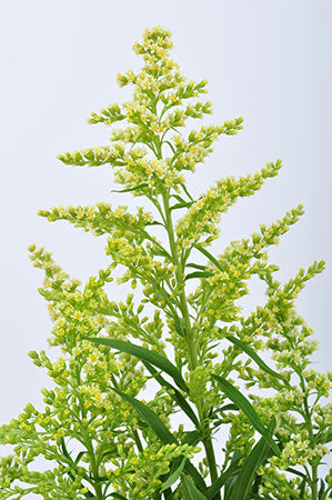 Gold Yellow Solidago
