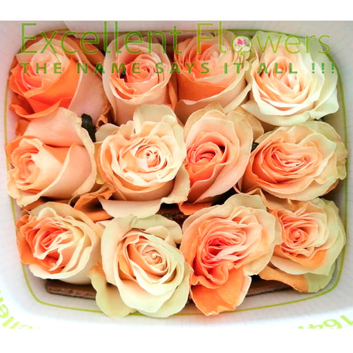 Tinted Orange and White