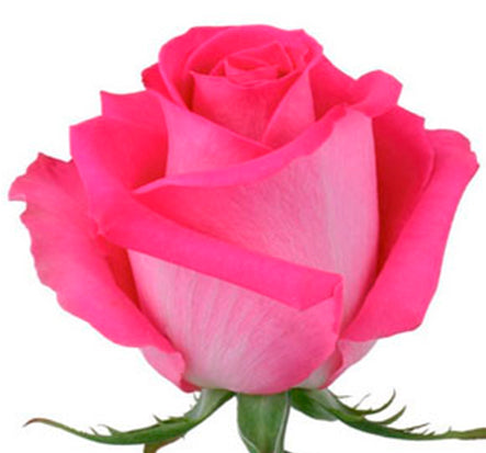 Topaz rose