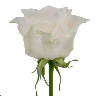 ecuadorian roses