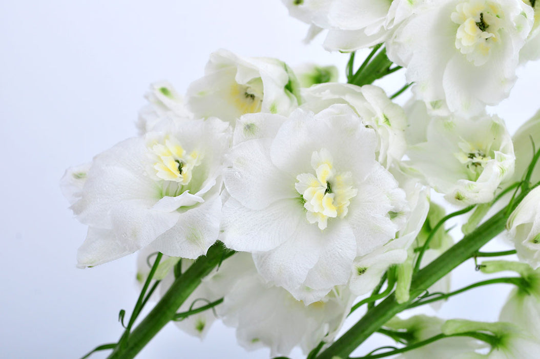 Delphinium Elatum - White river