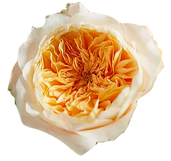 wedding roses david austin