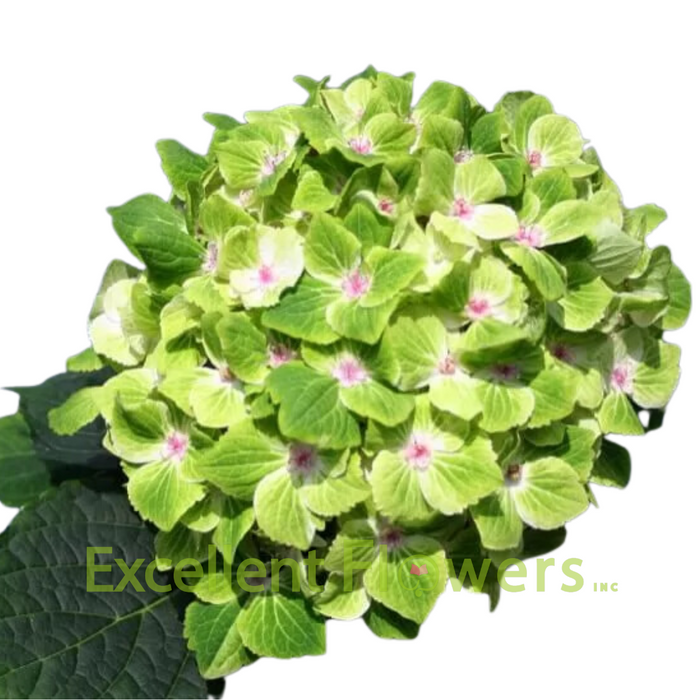 Hydrangea Summergreen