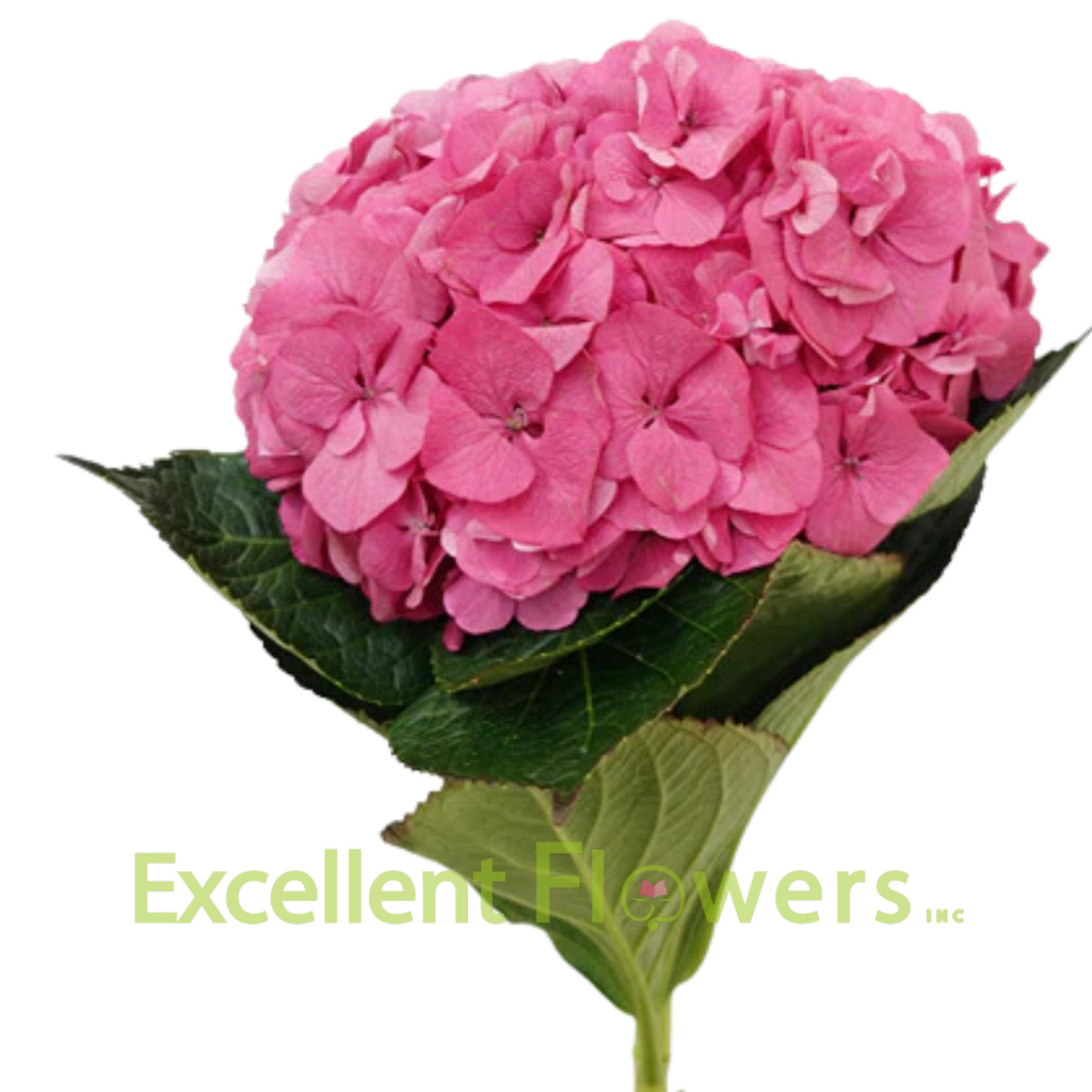◆Hydrangea4936◆ Hydrangea Rodeo Dark Pink | Excellent Flowers Inc