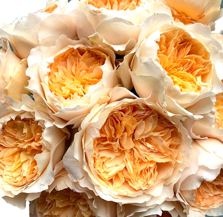 Effie roses