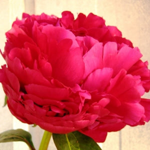 Natural Adolphe Rousseau Best Prices Excellent Flowers Inc peonies shipping usa