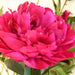 Natural Adolphe Rousseau Best Prices Excellent Flowers Inc peonies shipping usa