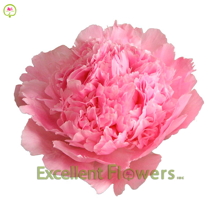 Simply Perfect Flowers – Simply Perfect Flowers Inc