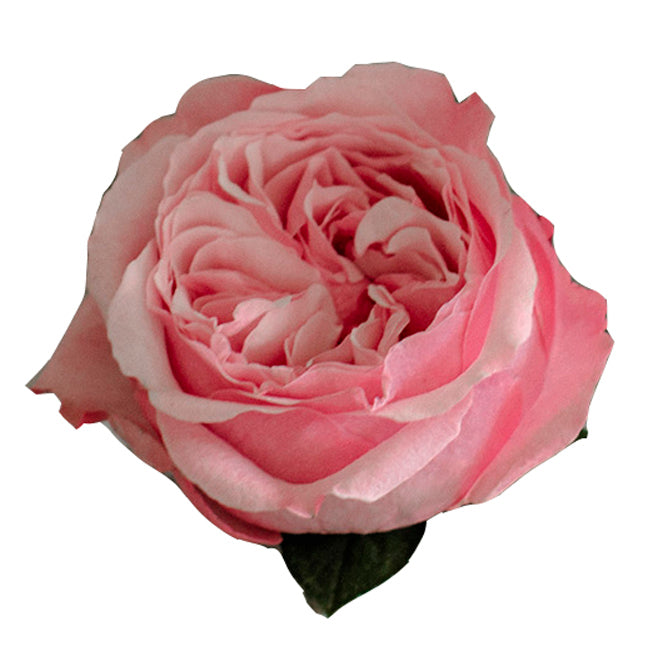 Carey garden rose