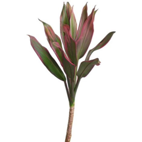 Cordyline Compacts - Pink