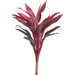 Cordyline Compacts - Red