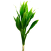 Cordyline Compacts - Snowtop