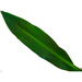 Cordyline Ti Leaf - Green Ti