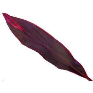 Cordyline Ti Leaf - Red Sister