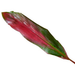 Cordyline Ti Leaf - Red Ti