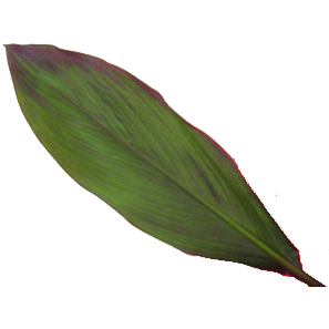 Cordyline Ti Leaf - Zurqui