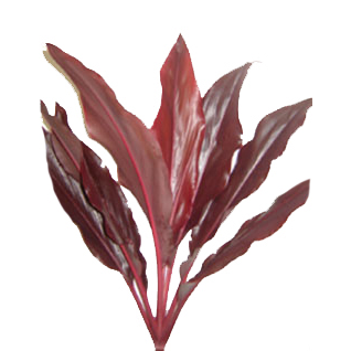Cordyline Tips - Red Star