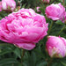 Dr. Alexander Fleming peonies