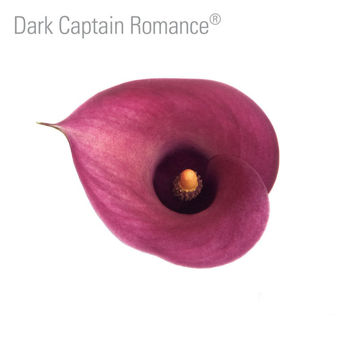 Dark Captain Romance