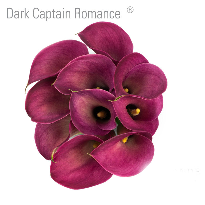 Dark Captain Romance