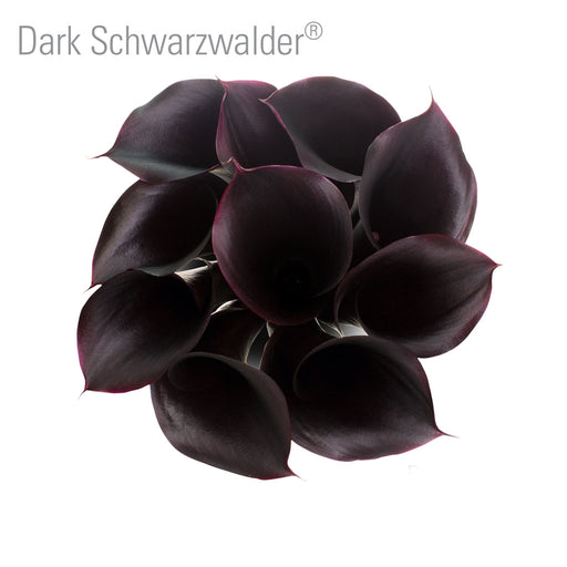 Dark Schwarzwalder