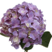 Hydrangea Light Lavender