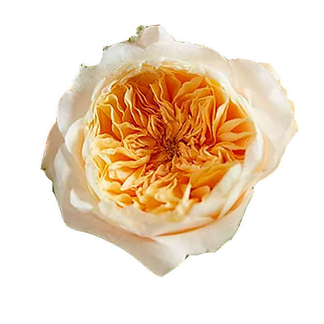 Effie garden rose